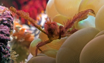 Orangatang Crab